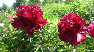 Пион Ред Комет (Red Comet)  Auten Edward, 1956,