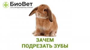 Подрезание зубов грызунам