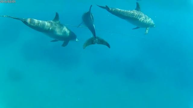 Marsa Alam Royal Brayka Resort Delfiny 2017 смотреть онлайн