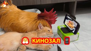 Старый Петух не хочет смотреть видео с молодой Кошкой перед сном ❣️🤗😍