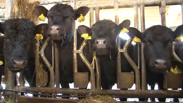 Евро Ферма смотреть онлайн