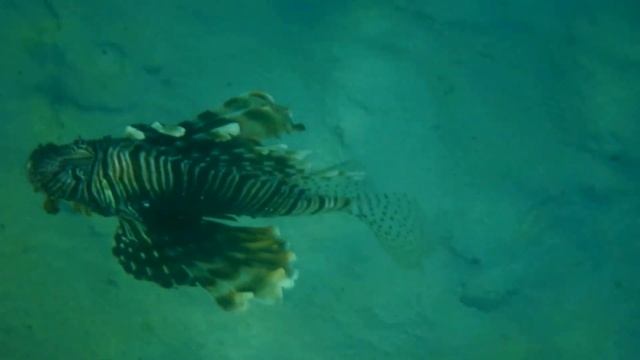 Бухта Абу Дадаб смотреть онлайн