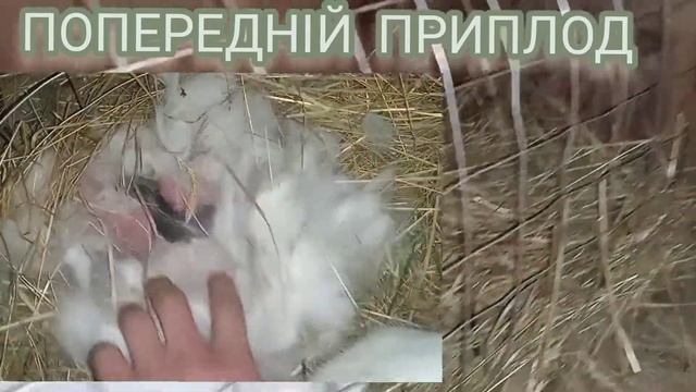 ЯК ЗРОЗУМІТИ ЩО КРОЛЬЧИХА, СКОРО РОДИТЬ. смотреть онлайн