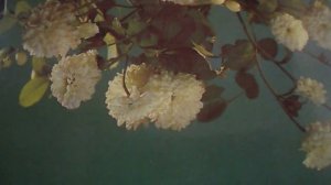 Родная земля(Родная, родная земля холмы и равнины, леса и поля(наброски)