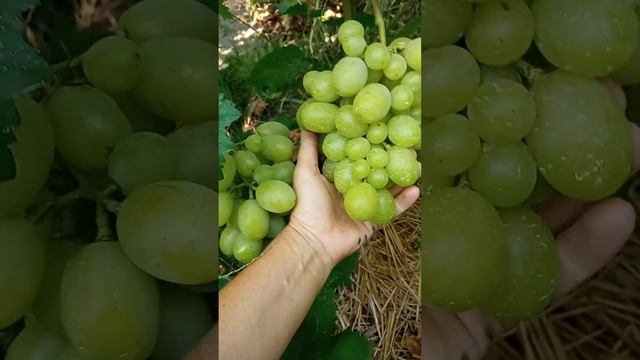 Сорт винограду : Сіндікат . смотреть онлайн