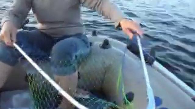 Щука летом на спиннинг. Ловля щуки на воблер. Рыбалка девушек смотреть онлайн