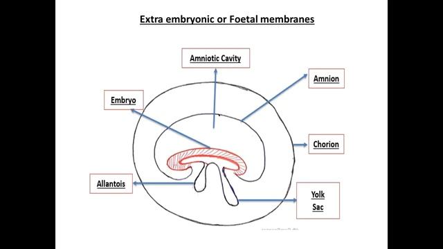 10+2 Biology || Human Reproduction || Part VII || Gastrulation || NCERT/ NEET