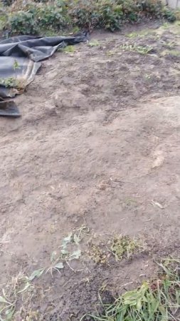 Помогает ли черная пленка от сорняков? Чем угодно накрывать можно, они без солнца погибают.