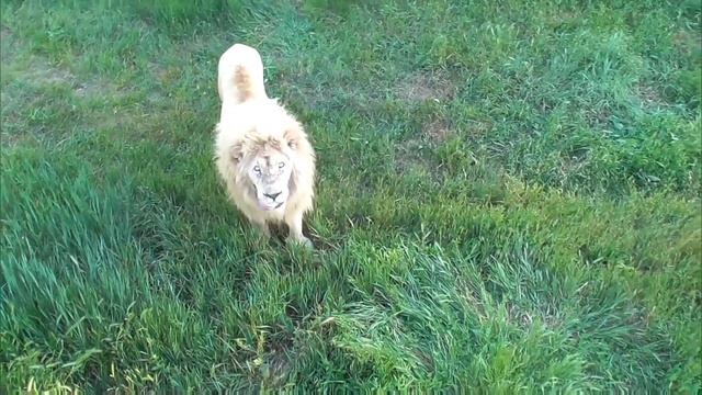 "Тайган"🌺В саванне Дейлу хорошо💕 #тайган смотреть онлайн