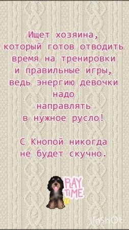 *ДОМА* 💖 Компактная метис спаниеля Кнопа ищет дом и семью. 💖