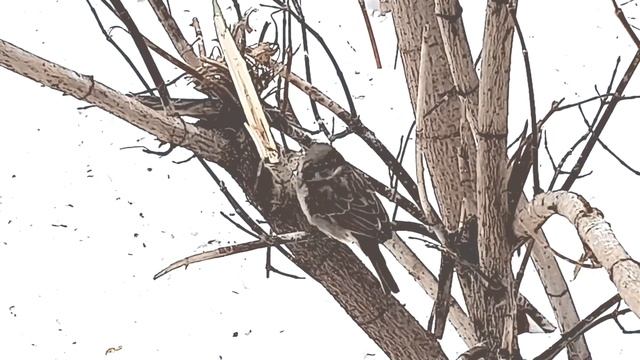 Воробей зимой смотреть онлайн