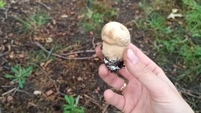 Грибне Місце. Білі Гриби ростуть масово. Много Грибов. Гриби 2024. Грибы 2024. Grzyby 2024 смотреть онлайн