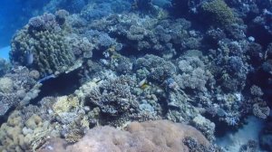 Dive Marsa Trombi Marsa Alam 4K 2020 January