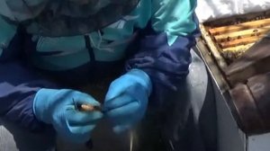 Работа с роевыми маточниками Выведение маток