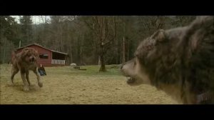 Белла узнает что джейкоб  волк-Сумерки.Сага Новолуние..