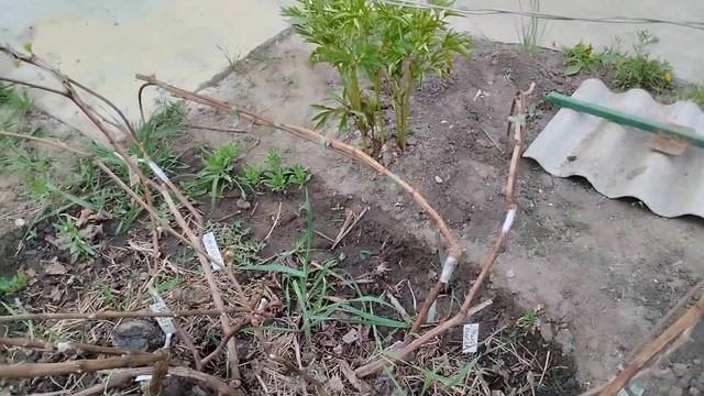 Начало вегитации неукрывных форм винограда, последствия аномальной зимы смотреть онлайн