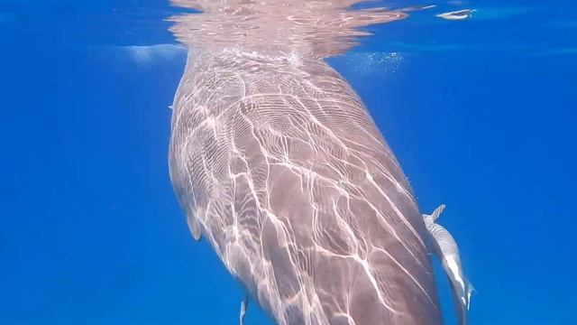 We are starting to be friends! Iberotel Costa Mares! 2021 смотреть онлайн