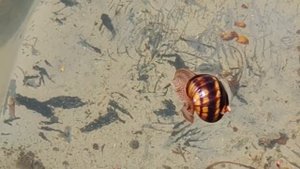 Маленькие радости одного дня.Все растет , цветет, и спеет. Купили туи!