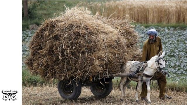 ООО СОВО-СОВА компания для людей. Промоушен. Результаты.
