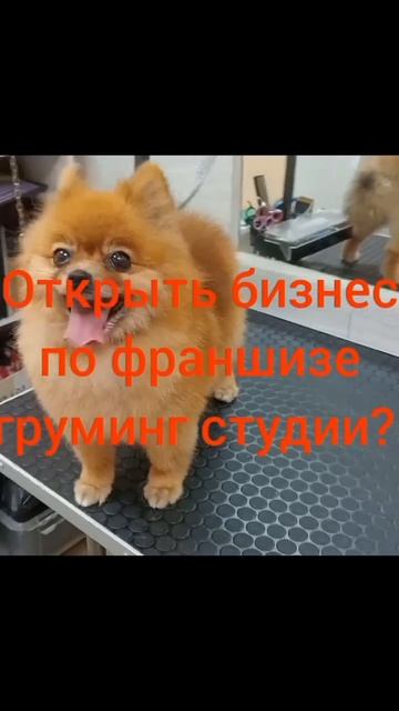 #бизнес #франшиза #прибыль #доход #открой #бьютибизнес #доходные_проекты #доходноедело #гав_мяу