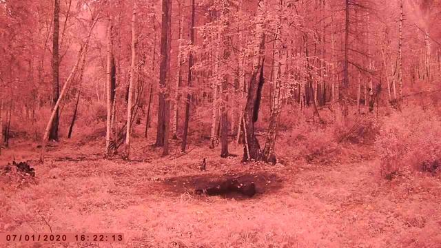 СИБИРСКАЯ КОСУЛЯ В ДОЖДЬ ФОТОЛОВУШКА смотреть онлайн