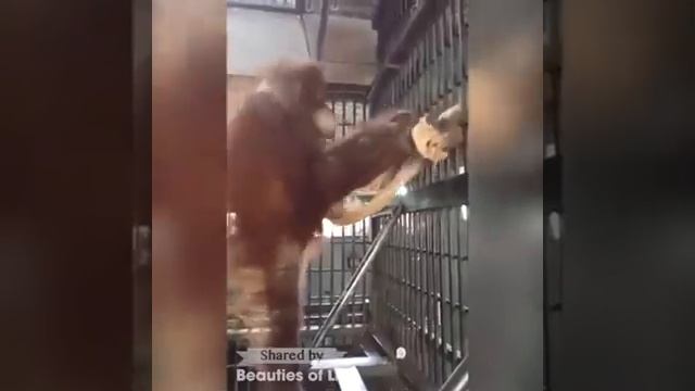 Обезьяна делает гамак смотреть онлайн