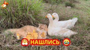 Утки искали Кошку и Утят в полях у речки ❣️🤗😂