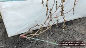 🍇 Виноград ВЫМЕРЗ! Что делать с кустами виноградом после заморозков.