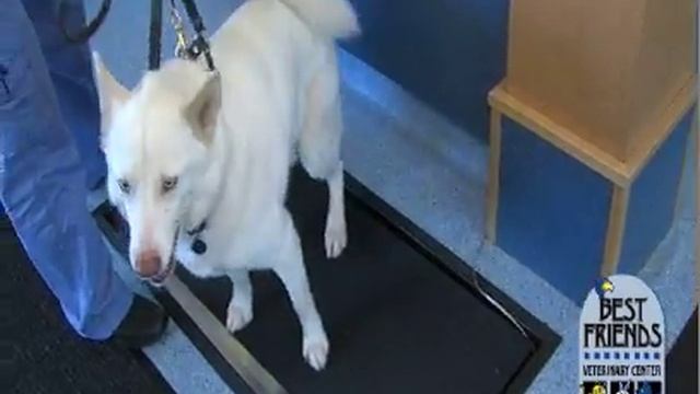 Risks and Benefits of Dental Procedures for Dogs смотреть онлайн