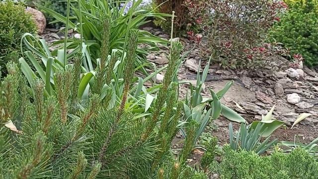 ОБЗОР ХВОЙНЫХ, скорость роста и пушистые приросты, май 2024 г. смотреть онлайн