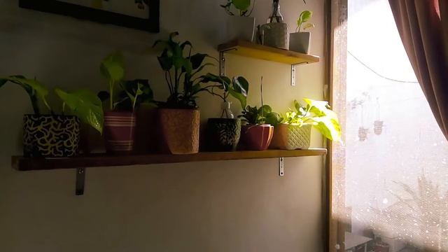 How I Arranged the Plant Wall # Water Propagation Station # Indoor plant display # Pothos смотреть онлайн