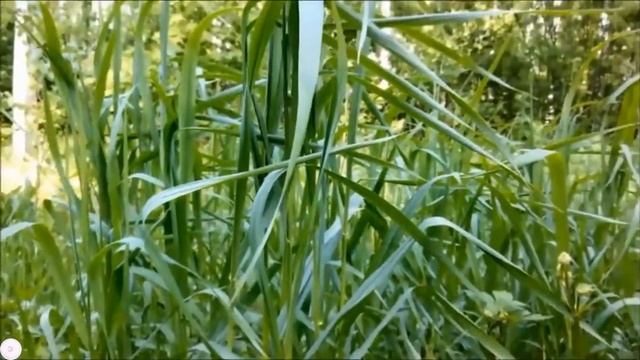 Жук фрачник в парке смотреть онлайн