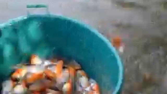 ловля пираней смотреть онлайн