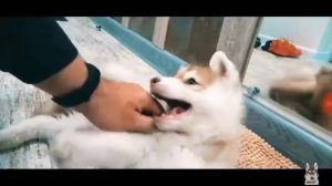 Мистер бубл посмотрите его песенку😇