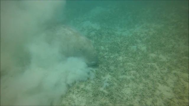 дюгонь июнь 2016 смотреть онлайн