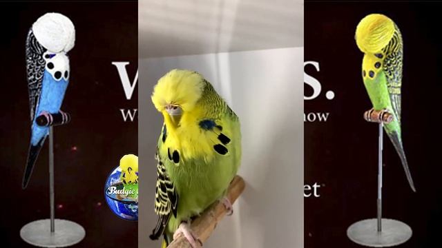 World Online Budgie Show inscription 24 WOBS Budgie Planet 2021 смотреть онлайн