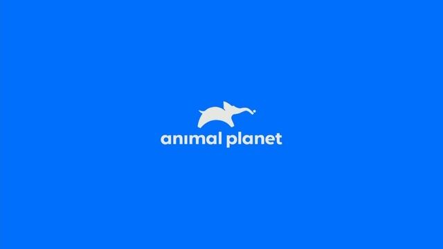 Animal Planet HD Bumper смотреть онлайн