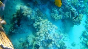 Marsa Alam - Snorkeling allo Paradise Club Shoni Bay HD