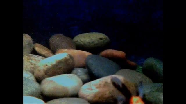 Goldfish una tarde nadando