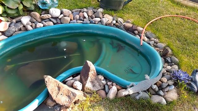 Рыбки в дачном пруду смотреть онлайн