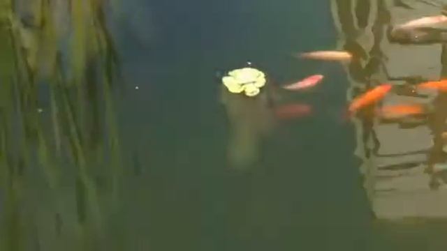 Прудик, рыбки комета, август 2017 смотреть онлайн