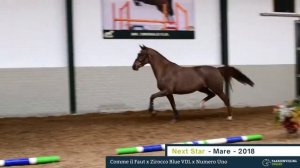 Next Star - Online Young Showjumpers Auction - Paardenveilingonline.com