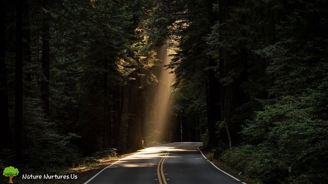 Forest pictures with music / relax music смотреть онлайн