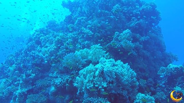 Marsa Alam - Diving Experience смотреть онлайн
