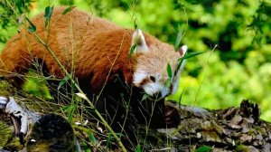 Exploring The Secret Life Of Red Pandas #wildlifedocumentary #animalfacts 3.16