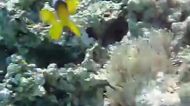serjos / clownfish @ Sharm el Sheikh смотреть онлайн