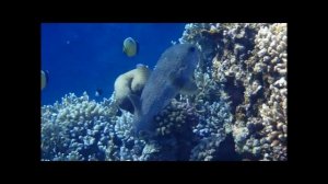 Egypt - Marsa Alam 06/2014 The Three Corners Sea Beach Resort