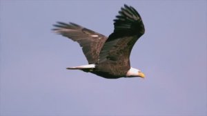 ОРЛИЦА - сл. и муз. Любови Ребровой, исп. Елена Попова