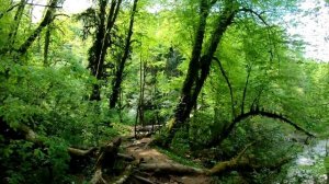 Тисо-самшитовая роща. Хоста. Сочи. Идеальный маршрут выходного дня