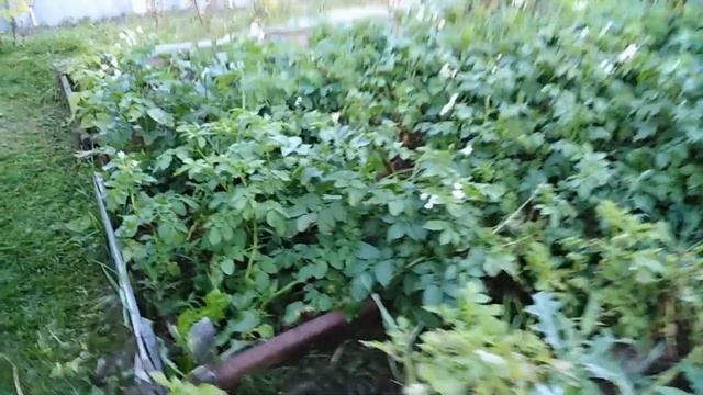 Посадка картошки под скошенную траву  |  Выращиваем картофель под травой